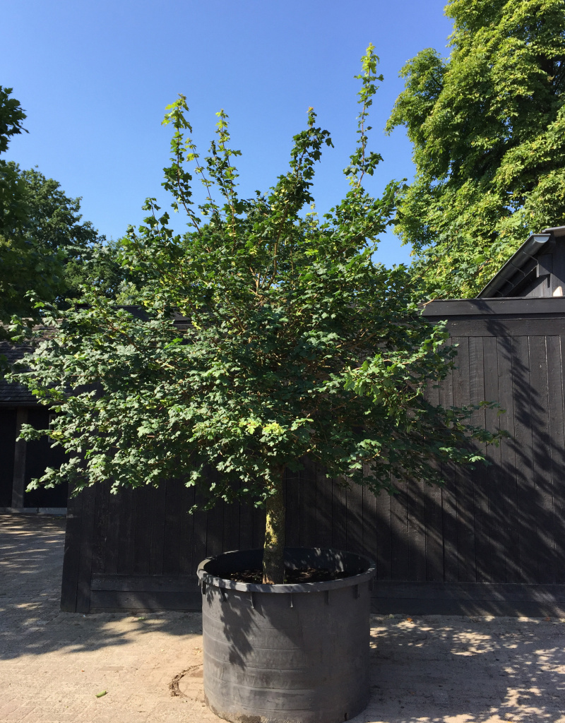 Acer campestre - bol op stam