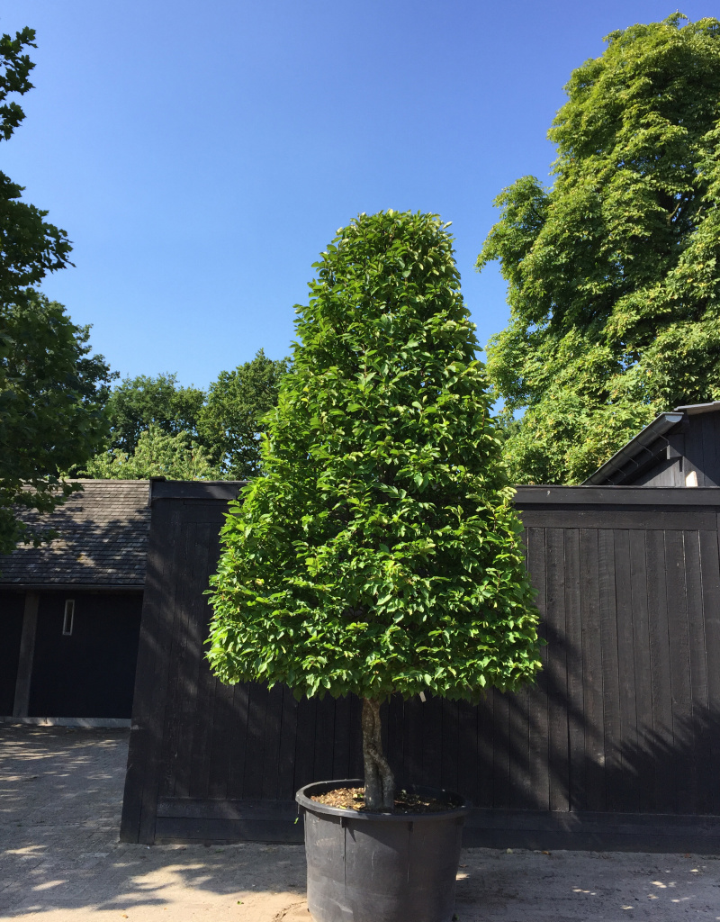 Carpinus betulus - Piramidevorm op stam - 400/450cm